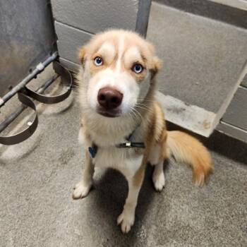 ACE -  Husky Dog for Adoption - ACE | PetCurious