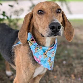 Rescue Coonhound Dogs for Adoption in Hattiesburg, Mississippi - Cuevas | PetCurious