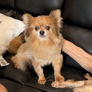 Pomeranian Dogs Available for Adoption in West Palm Beach, Florida - PARIS | PetCurious