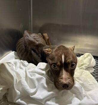 Pit Bull Terrier Dogs Available for Adoption - Willow- She Didn’t Deserve This… But She’s Still Here & Needs A  | PetCurious