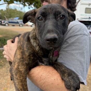 Sasha -  Mixed Breed Dog for Adoption in Columbia, South Carolina - Sasha | PetCurious