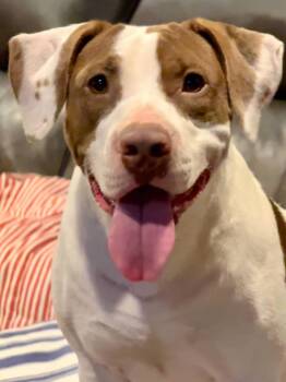 Pit Bull Terrier Dogs Available for Adoption in Ocean Township, New Jersey - Peaches-sweet Treat | PetCurious