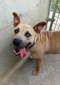 Rescue Pit Bull Terrier Dogs for Adoption in Monticello, Mississippi - Sweet Olive | PetCurious