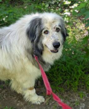 Phats -  Great Pyrenees and Anatolian Shepherd Dog for Adoption in Richmond, Virginia - Phats | PetCurious