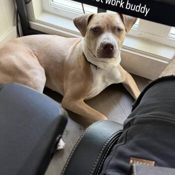 Nico -  American Staffordshire Terrier Dog for Adoption in Marina Del Rey, California - Nico | PetCurious