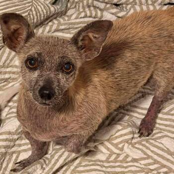 Chihuahua Dogs Available for Adoption - Vodka | PetCurious