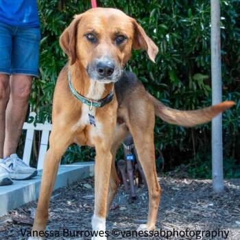 Mustapha -  Hound Dog for Adoption in Wake Forest, North Carolina - Mustapha | PetCurious