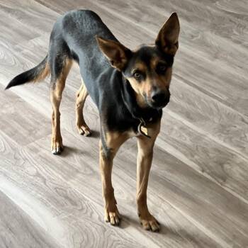 Jackson -  Shepherd Dog for Adoption in Lakehead, California - Jackson | PetCurious