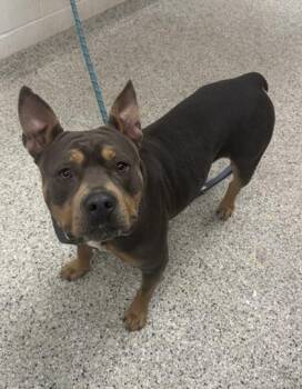 Chica -  Pit Bull Terrier and Mixed Breed Dog for Adoption in Kansas City, Missouri - Chica | PetCurious