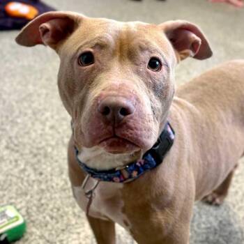 Pit Bull Terrier and Mixed Breed Dogs Available for Adoption - Petunia | PetCurious