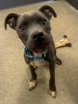Sawyer -  Pit Bull Terrier Dog for Adoption in Cleveland, Ohio - Sawyer | PetCurious