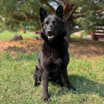 Peaches--In Foster -  German Shepherd Dog and Mixed Breed Dog for Adoption in Fargo, North Dakota - Peaches--In Foster | PetCurious
