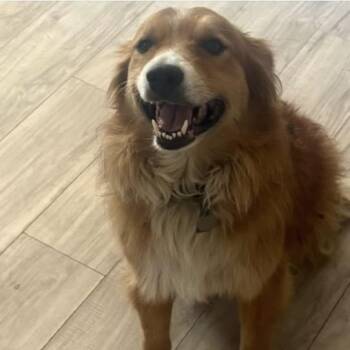 Australian Shepherd Dogs Available for Adoption - Lady And Cujo. | PetCurious