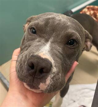 GUNNA -  Mixed Breed Dog for Adoption in Columbia, South Carolina - GUNNA | PetCurious