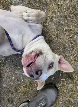 Pit Bull Terrier and Mixed Breed Dogs Available for Adoption in Heathsville, Virginia - Sunshine | PetCurious