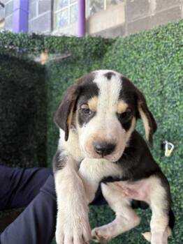 61587820 -  Mixed Breed Dog for Adoption in El Paso, Texas - 61587820 | PetCurious