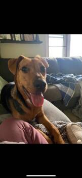 Clovis -  Labrador Retriever Dog for Adoption - Clovis | PetCurious