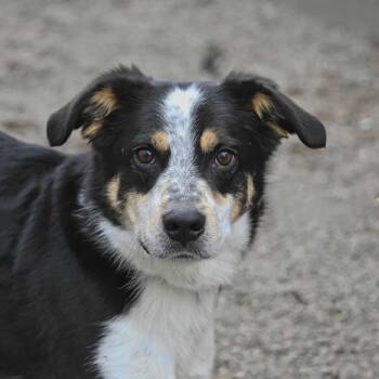 Australian Shepherd Dogs Available for Adoption in Fremont, Nebraska - Oreo | PetCurious