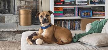 Matcha -  Boxer and Mixed Breed Dog for Adoption in Akron, Ohio - Matcha | PetCurious