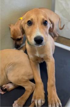 Dorito -  Labrador Retriever Dog for Adoption in Sedalia, Colorado - Dorito | PetCurious