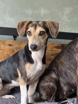 Rescue Beagle Dogs for Adoption in Redmond, Washington - Jenny Slate | PetCurious