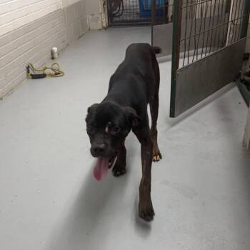 Cane Corso Dogs Available for Adoption in Henderson, Kentucky - Jimmy | PetCurious