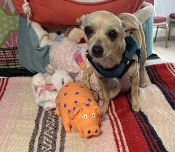 Rescue Chihuahua Dogs for Adoption in Cedartown, Georgia - Shorty | PetCurious