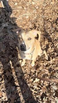 Staffordshire Bull Terrier and Husky Dogs Available for Adoption in Kalamazoo, Michigan - Thor | PetCurious
