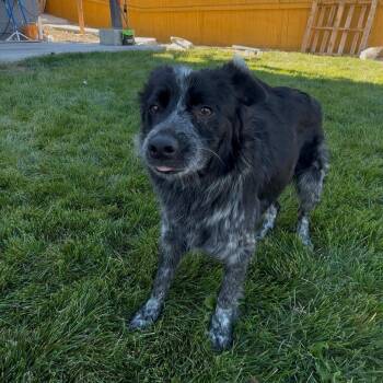 Adelaide -  Australian Cattle Dog Blue Heeler Dog for Adoption in San Rafael, California - Adelaide | PetCurious