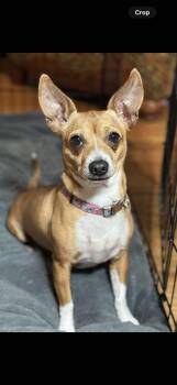 Rescue Chihuahua Dogs for Adoption in Snyder, Texas - Mona | PetCurious
