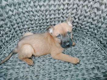 Belgian Shepherd Malinois Dogs Available for Adoption in Northlake, Illinois - Xena | PetCurious