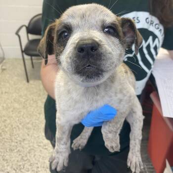 Homeward -  Cattle Dog and Mixed Breed Dog for Adoption in Hattiesburg, Mississippi - Homeward | PetCurious