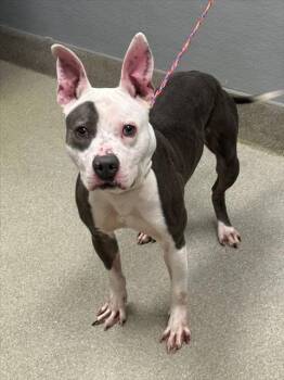 Rescue Pit Bull Terrier Dogs for Adoption in Las Vegas, Nevada - SPOT | PetCurious