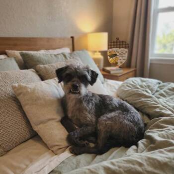 Schnauzer and Shih Tzu Dogs Available for Adoption in San Diego, California - WOODY | PetCurious
