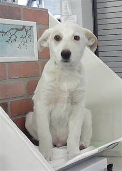 Border Collie and Mixed Breed Dogs Available for Adoption in Houston, Texas - A2067849 | PetCurious