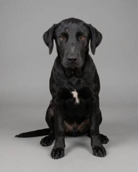 Ruger the Black Lab Puppy -  Black Labrador Retriever and Labrador Retriever Dog for Adoption in Muskego, Wisconsin - Ruger The Black Lab Puppy | PetCurious