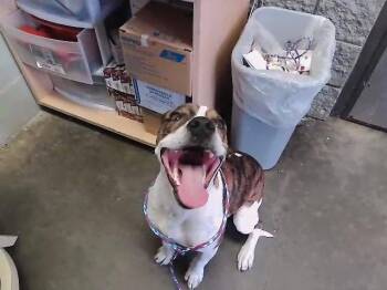 BING BONG -  Pit Bull Terrier and Mixed Breed Dog for Adoption in Tulsa, Oklahoma - BING BONG | PetCurious