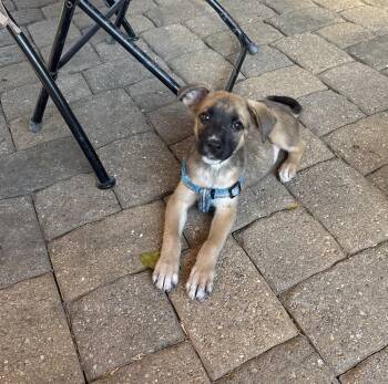 Rescue Mixed Breed Dogs for Adoption in Columbus, Ohio - Aislynn | PetCurious