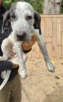 Luna -  Bluetick Coonhound and Border Collie Dog for Adoption in Jefferson, Texas - Luna | PetCurious