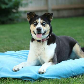 Rescue Husky and Shepherd Dogs for Adoption in Barrie, Ontario - Leilani | PetCurious