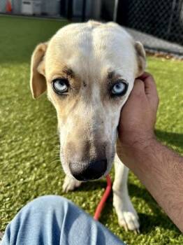 Mixed Breed Dogs Available for Adoption - Juliet | PetCurious