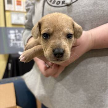 Rescue Australian Cattle Dog Blue Heeler and Basset Hound Dogs for Adoption in Lynchburg, Virginia - Stove | PetCurious