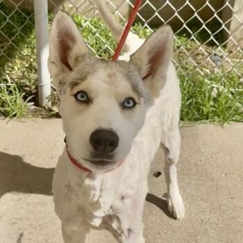 Rescue Husky Dogs for Adoption in Lake Jackson, Texas - Yuki | PetCurious