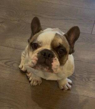 French Bulldog Dogs Available for Adoption in San Diego, California - Oscar | PetCurious