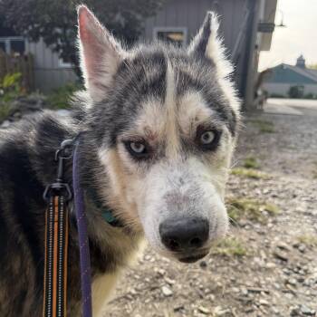 Oskar -  Siberian Husky Dog for Adoption in Phoenixville, Pennsylvania - Oskar | PetCurious