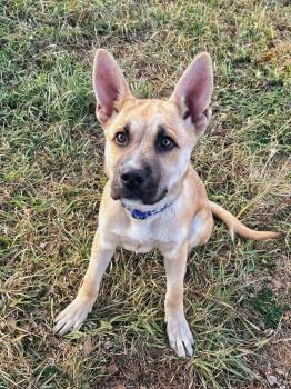Rescue Shepherd and Anatolian Shepherd Dogs for Adoption in Peace River, Alberta - Wally | PetCurious