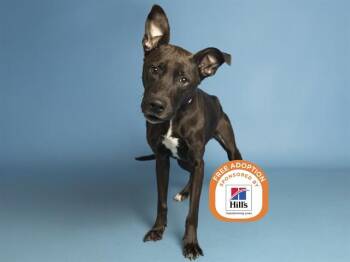 TARA -  German Shepherd Dog and Mixed Breed Dog for Adoption in Phoenix, Arizona - TARA | PetCurious