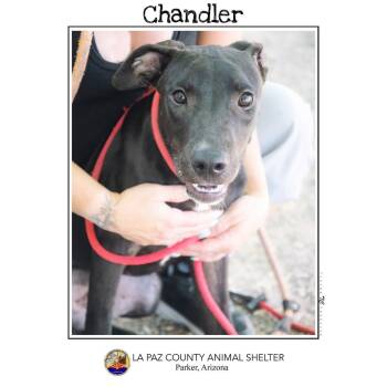 Rescue Jindo and Pit Bull Terrier Dogs for Adoption in Parker, Arizona - Chandler | PetCurious
