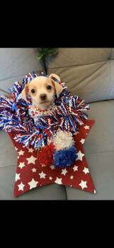 Stripe -  Boston Terrier and Chihuahua Dog for Adoption in Cottonwood, California - Stripe | PetCurious