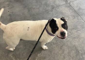Pit Bull Terrier Dogs Available for Adoption in Tarboro, North Carolina - 26-174 Twinkie | PetCurious